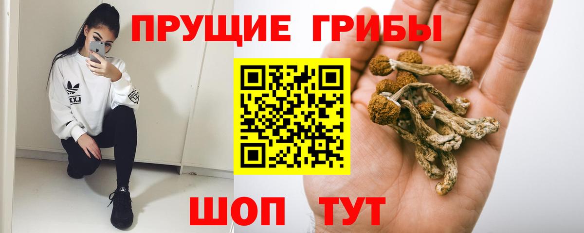 Галлюциногенные грибы Psilocybe Дмитров